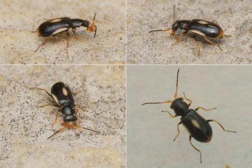Colotes maculatus